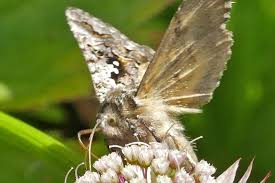 This sound effect can be found on dimension sound effects library, which was made by sound ideas. Buzz Chirp Squeak How And Why Insects Make Sound Juneau Empire