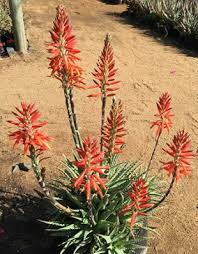 We did not find results for: Succulents The Ultimate How To Guide For Succulent Plants