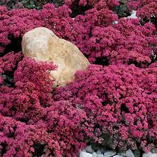 Image result for Sedum