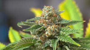 Marijuana Is Risky For People Taking Common Heart Medications