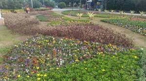 cool 八里河濱公園花海元宵節盛開 26032 21271 24066 25919 24220 36786 26310 24180 21069 22312 20843 37324 29872 22659 outdoor farmland vineyard