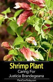 Red Shrimp Plant Care Justicia Brandegeeana Growing Requirements Plants Plant Care Plant Care Houseplant