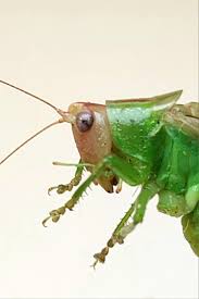 Image result for Erythrocephalum