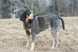 Pin On Man S Best Friend