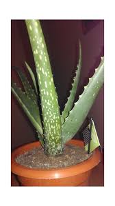 It's a very old plant and i don't want to loose it. Need Help My Aloe Vera Begun Forming White Spots