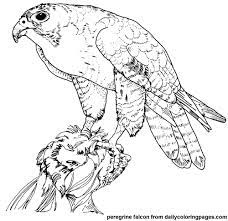 792 x 612 jpeg 65 кб. Texas Peregrine Falcon Bird Coloring Pages Png 500 486 Animal Coloring Books Bird Coloring Pages Animal Coloring Pages