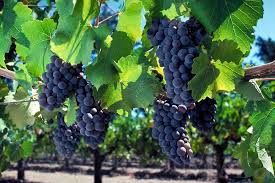 Grapes Hd Wallpaper Free Download For Mobile Tree Wallpaper Grapes Vines