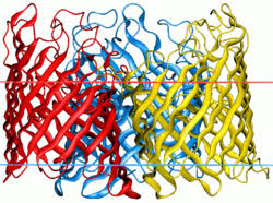 Unlike other membrane transport proteins, porins are large enough to allow passive diffusion, i.e., they act as channels that are specific to different types of molecules. Porin Protein Wikipedia