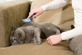 The best diet for a british shorthair comprises majorly of protein, a moderate quantity of essential fats, very few carbs, and a range of vital micronutrients. 7 Best Grooming Brushes For British Shorthair Cats 23 Grooming Tips
