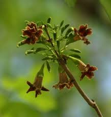 Image result for Markhamia zanzibarica