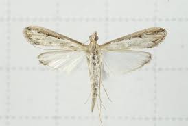 Image result for Euclasta