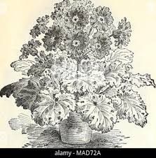 Image result for Portulaca kermesina