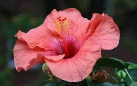 Es ist mir wirklich nicht klar wie. Hibiskus Wahre Schonheit Aus Hawaii Irsslinger Gmbh Co Kg