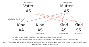 In social psychology, the dominant response is the reaction elicited most quickly and easily by a given stimulus. Beispiele Fur Erbgange Und Stammbaume Online Kurse