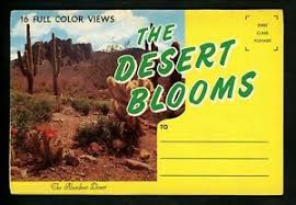 Details About Postcard Folder Desert Blooms Plants Cactus Cacti Flowers Sunset Chrome