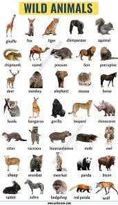 Mammals Names Amphibians Amphibians Mammals Mammalsdrawing Names Animals Name In English Animal Flashcards Wild Animals List