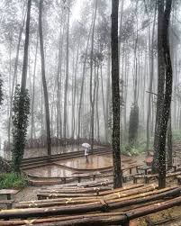 Obyek wisata ini terletak di lereng perbukitan imogiri, bantul. Spot Foto Terbaik Di Hutan Pinus Imogiri Mangunan Yogyakarta Tempatwisata Id