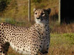 Chillin With Cheetahs The South African Cheetah Outreach Program Cheetahs South Africa Africa