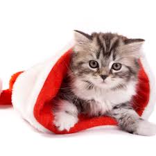 It's free, read it once and you're hooked! 49 Free Christmas Wallpaper With Cats On Wallpapersafari