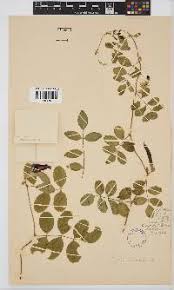 Image result for Eriosema vanderystii