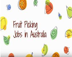 Plantgrowpick Fruit Picking Jobs In Australia Fruit Picking Fruit Picking Jobs Fruit Picking Australia