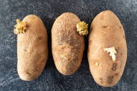 When they start to go bad, this scent changes, becoming bitter and moldy. How To Tell If Potatoes Are Bad Spots Green Soft Wrinkled