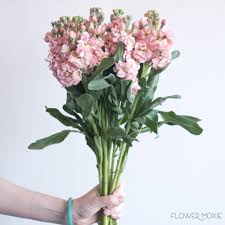 Peach Stock Flower Bulk Fresh Diy Wedding Flowers Flower Moxie