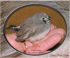 Basic Zebra Finch Faqs Poephila Guttata Connie Soto January 2009 C How Long Do Zebra Finch Live In The Wild A Zebra Finch Typically Will Live About Five Years In Captivity They Can Live Anywhere From Six To Ten Years Is A Zebra Finch Easy To Care For Zebra