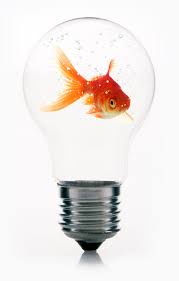 Pin By Saba Akther On Goldfisch Goldfish Light Bulb Bulb