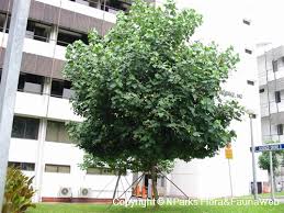 Image result for Hibiscus tiliaceus