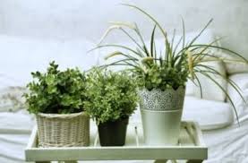 Le piante da interno che vi facciano sentire dei giardinieri provetti esistono: Piante Da Appartamento Le 8 Migliori Per La Nostra Casa