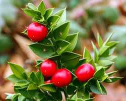 If you love eating juicy fruits, the fruit from this tree makes for an incredible choice. Butcher Broom The Exotic Fruit Tree Grows From Leaves