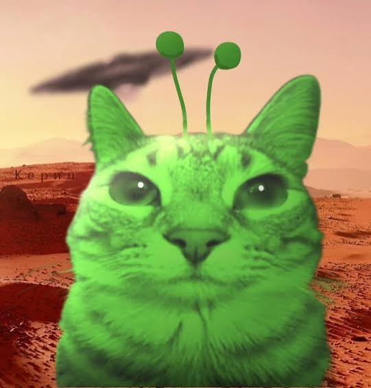 Funny Cat Pfp