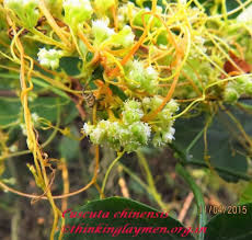 Image result for Cuscuta hyalina