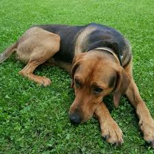 We would strongly recommend that new owners select an assured breeder from the puppy lists on the find a puppy service. 38 Balkan Hound Ideas Hound Balkan Dogs