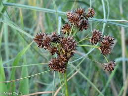 Image result for Cladium mariscus