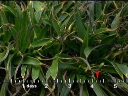 Image result for Xerophyta humilis