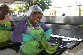 Bananas are packed with nutrients and are good for your heart, your eyes, your diet and your mood. Fairtrade Commits To A Better Future For Thousands Of Banana