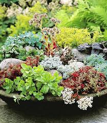 Winterharte Sedum Mischung Top Qualitat Kaufen Baldur Garten Pflanzen Bepflanzung Winterharte Pflanzen