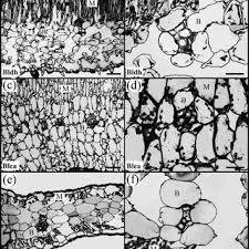 Image result for Blepharis dunensis