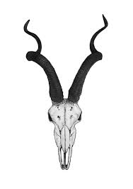 Jasmin Ekstrom Kudu Skull Animal Skull Tattoos Skull Art Tattoo Goat Skull