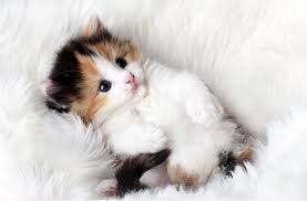 See more of kucing lucu & imut on facebook. 50 Gambar Dp Bbm Kucing Lucu Imut Gemesin Berbagai Gadget