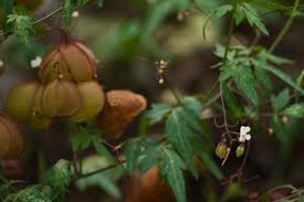 Image result for Cardiospermum corindum