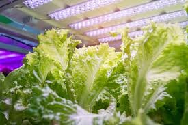 Dec 29, 2020 · grow lights are an incredibly useful tool for growing vegetables, herbs, and flowers from seed indoors. Diy Indoor Grow Light Inexpensive Way To Growing An Indoor Garden
