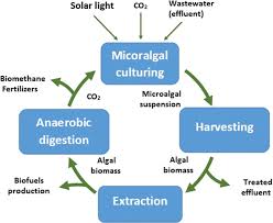 The release to the ponding system §pome oil is considered to have zero ghg emissions at the palm oil mill (the point of origin from where it is collected). Biotechnological Application Of Microalgae For Integrated Palm Oil Mill Effluent Pome Remediation A Review Springerlink
