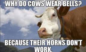 Why Do Cows Wear Bells Funny Jokes For Kids Funny Puns Jokes Silly Jokes