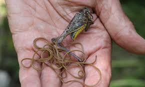 You might be asked to provide a sample of poo so it can be tested for worm eggs. Why Scientists Say We Should Defend Parasites