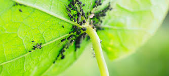 Cómo elimino el pulgón en mi huerta?