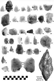 Image result for Cyperus tomaiophyllus