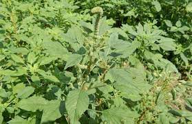 Giant hogweed (scientific name heracleum mantegazzianum) is a perennial flowering shrub in the family of apiaceae (same family as carrots). Common Garden Weed Identification Pictures Descriptions The Old Farmer S Almanac